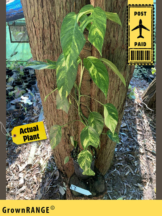 Epipremnum Yellow Flame - Free Express Post