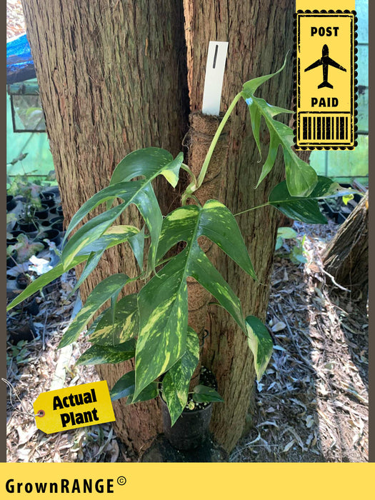 Epipremnum Yellow Flame - Free Express Post