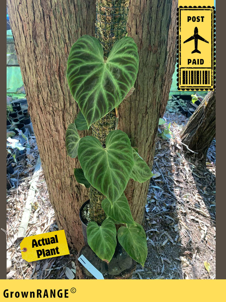 Philodendron Verrucosum