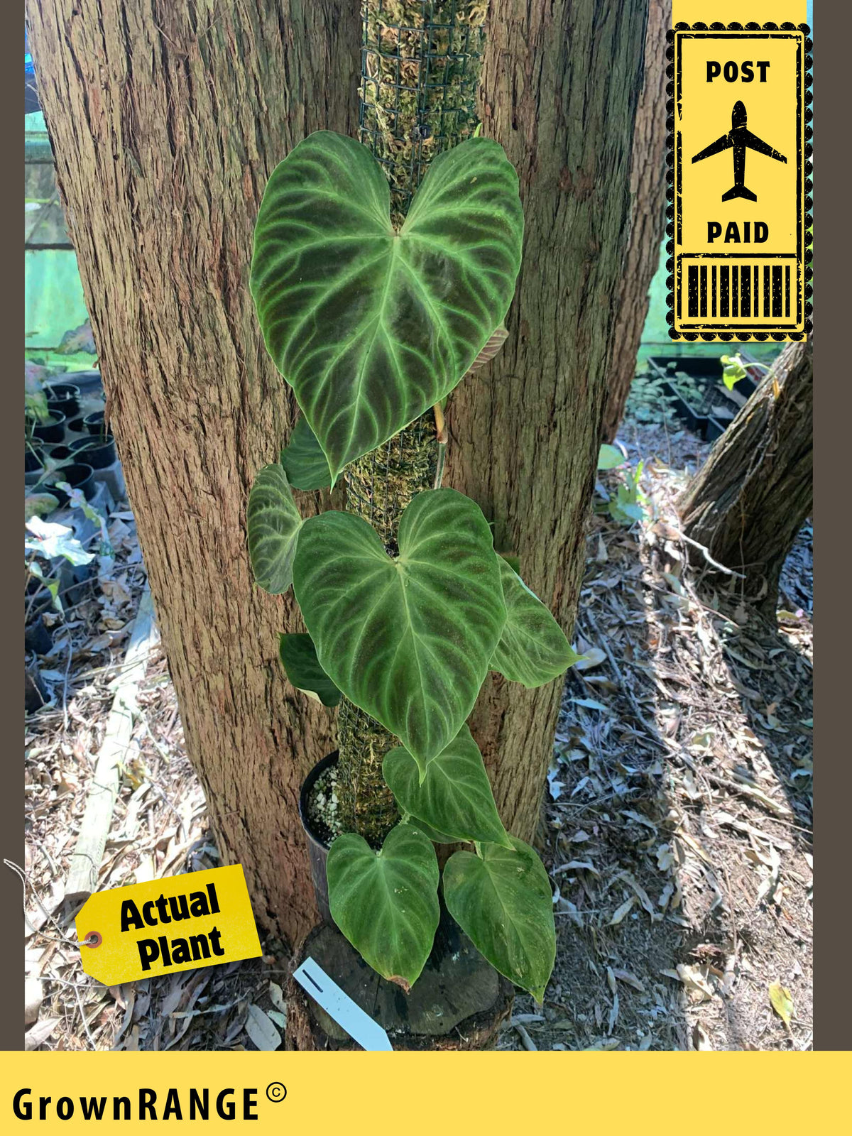 philodendron verrucosum for sale australia Philodendron Verrucosum