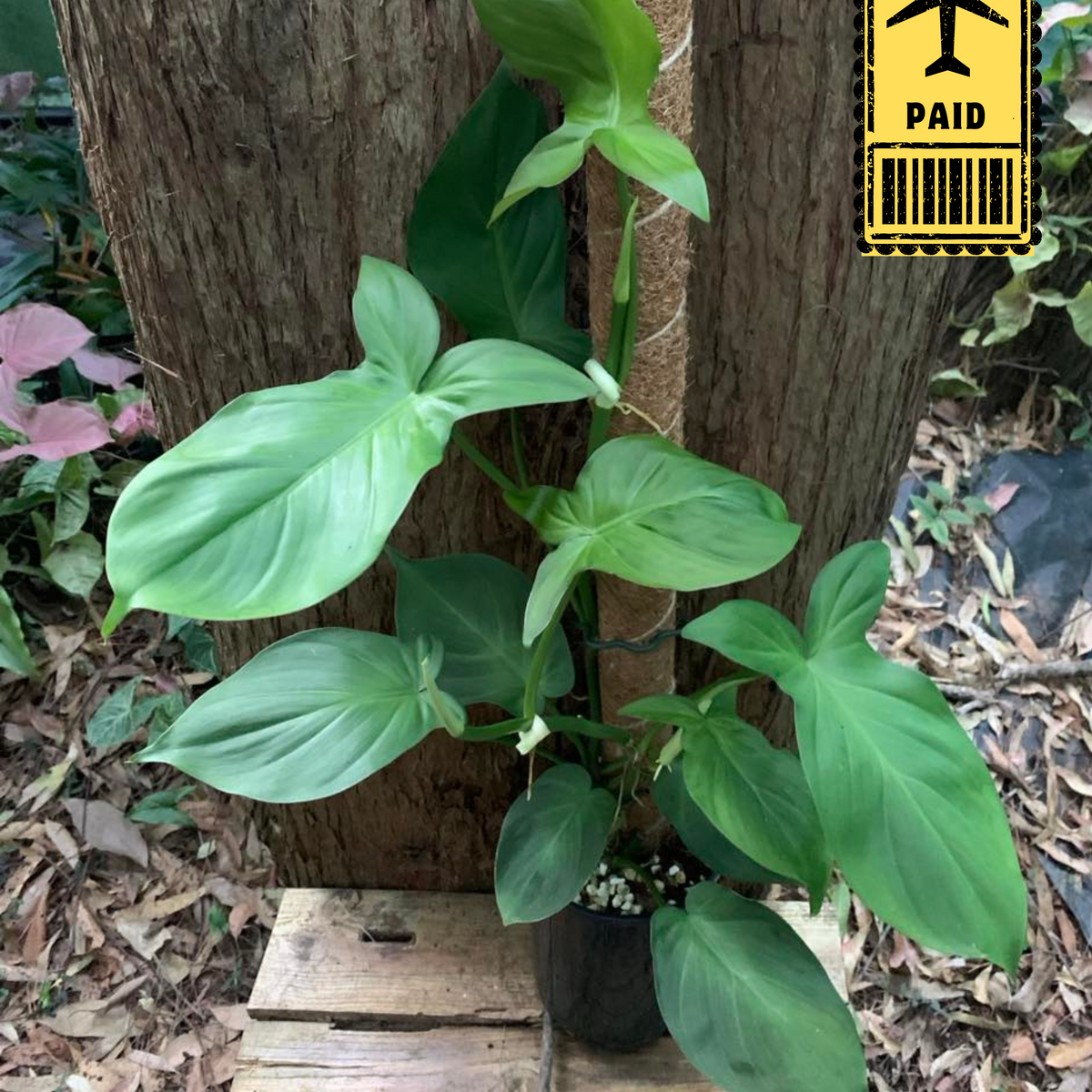 philodendron camposportoanum australia Philodendron Camposportoanum