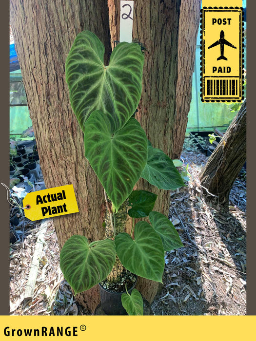 Philodendron Verrucosum - Free Express Post