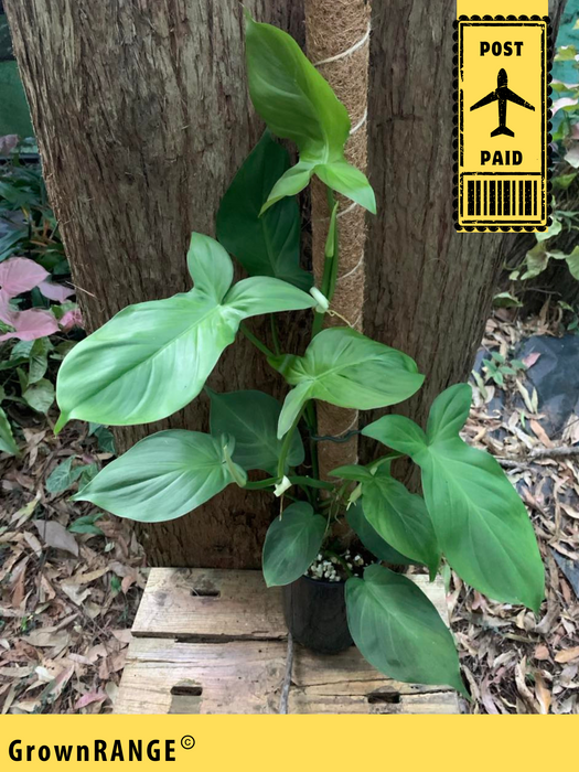 philodendron camposportoanum propagation Philodendron Camposportoanum