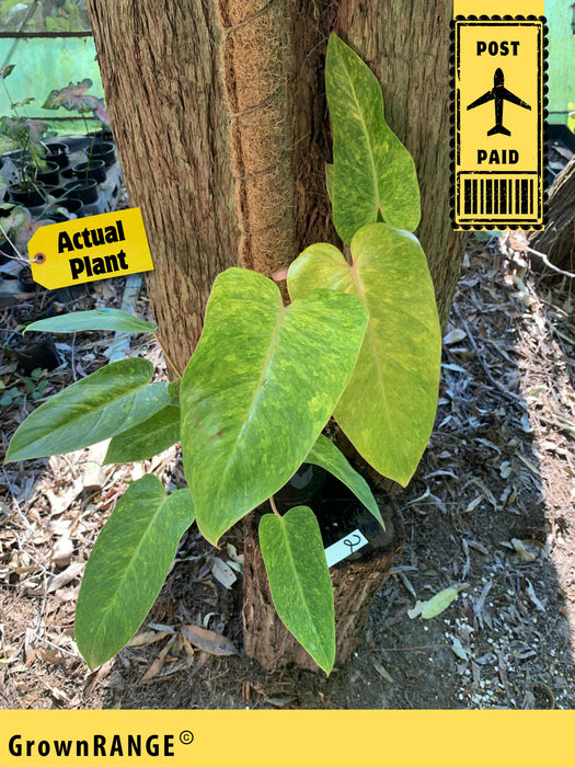 Philodendron Painted Lady - Free Express Post