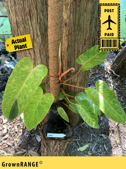 Philodendron Painted Lady - Free Express Post