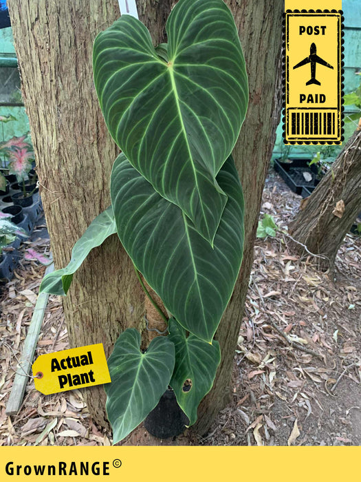Philodendron Splendid - Free Express Post