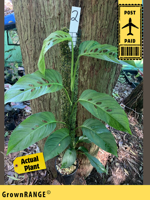 Monstera Lechleriana - Free Express Post