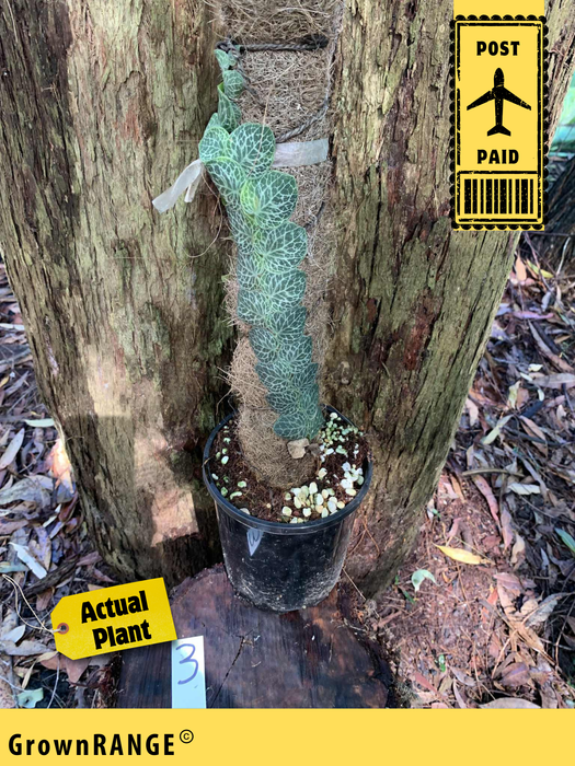 Rhaphidophora Cryptantha - Free Express Post