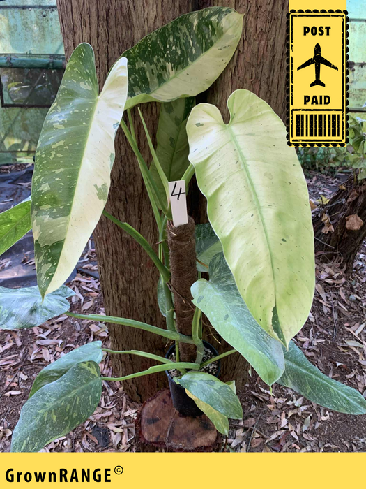 Philodendron Jose Buono - Free Express Post