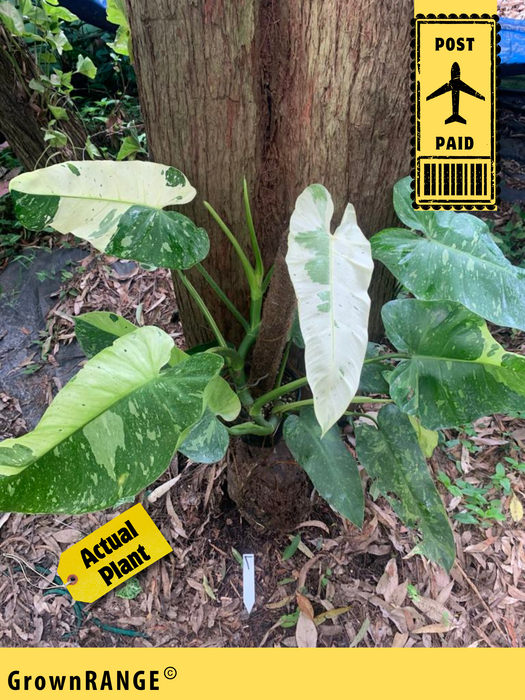 Philodendron Jose Buono - Free Express Post