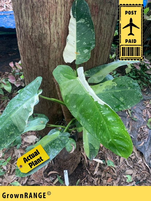 Philodendron Jose Buono - Free Express Post