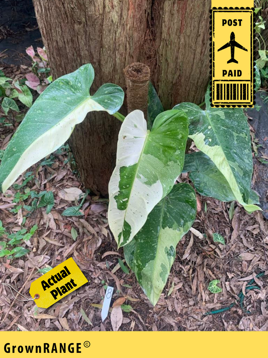 Philodendron Jose Buono - Free Express Post