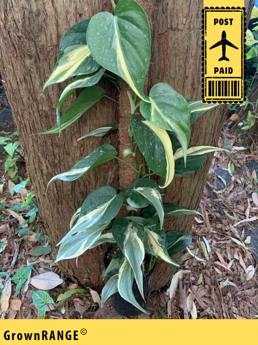 philodendron brasil rio Philodendron Rio