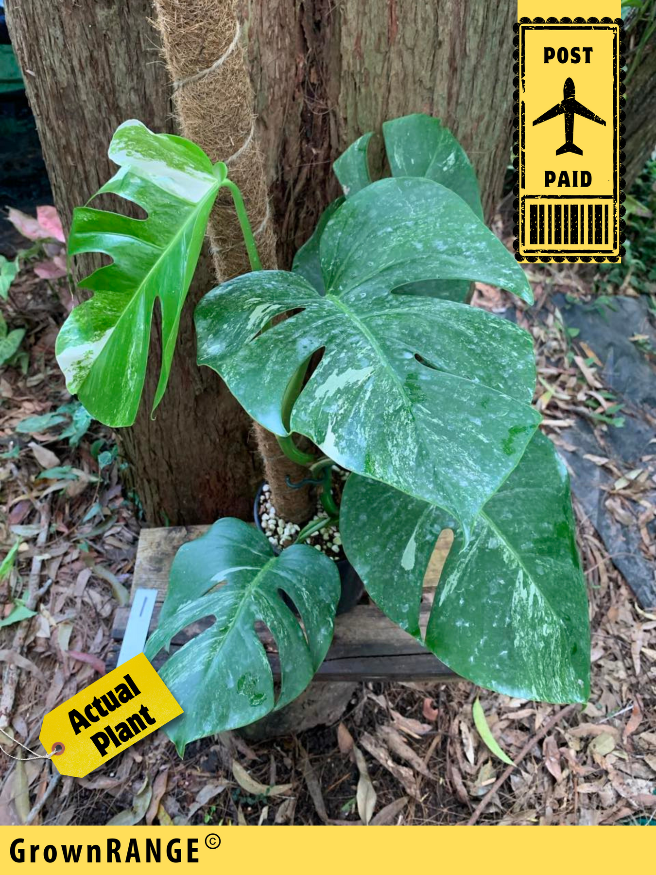 Monstera Plants