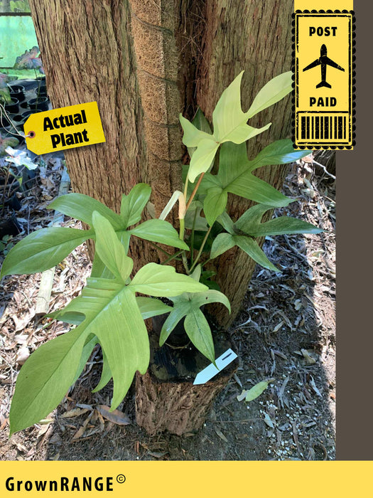 Philodendron Florida Ghost - Free Express Post
