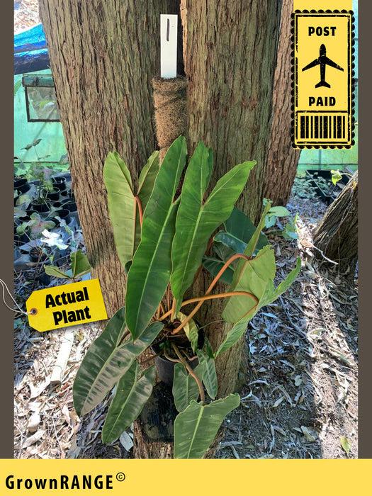 Philodendron Billietiae - Free Express Post