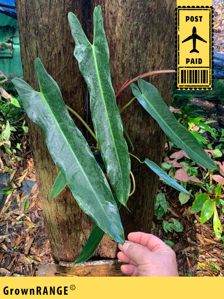 philodendron espiritu santo Philodendron Spiritus Sancti