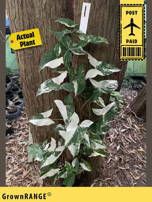 Syngonium Fantasy - Free Express Post
