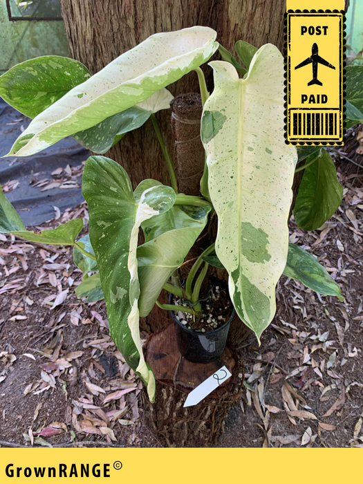 Philodendron Jose Buono - Free Express Post