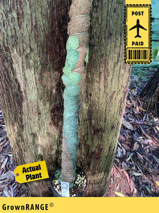 Rhaphidophora Cryptantha - Free Express Post