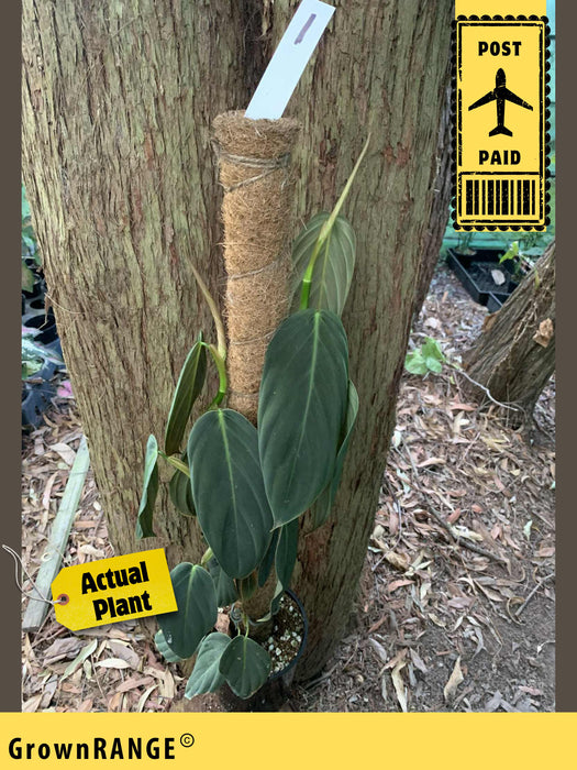 Philodendron Gigas - Free Express Post