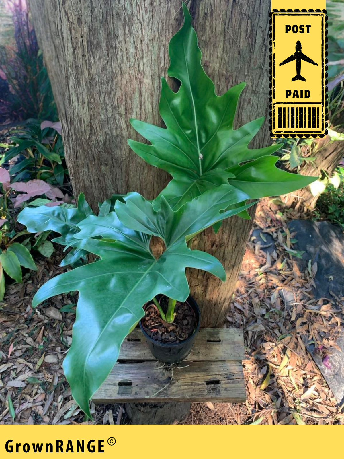 happy plants Lego┬« Botanicals Happy Plants — Learning Express Gifts main image 0