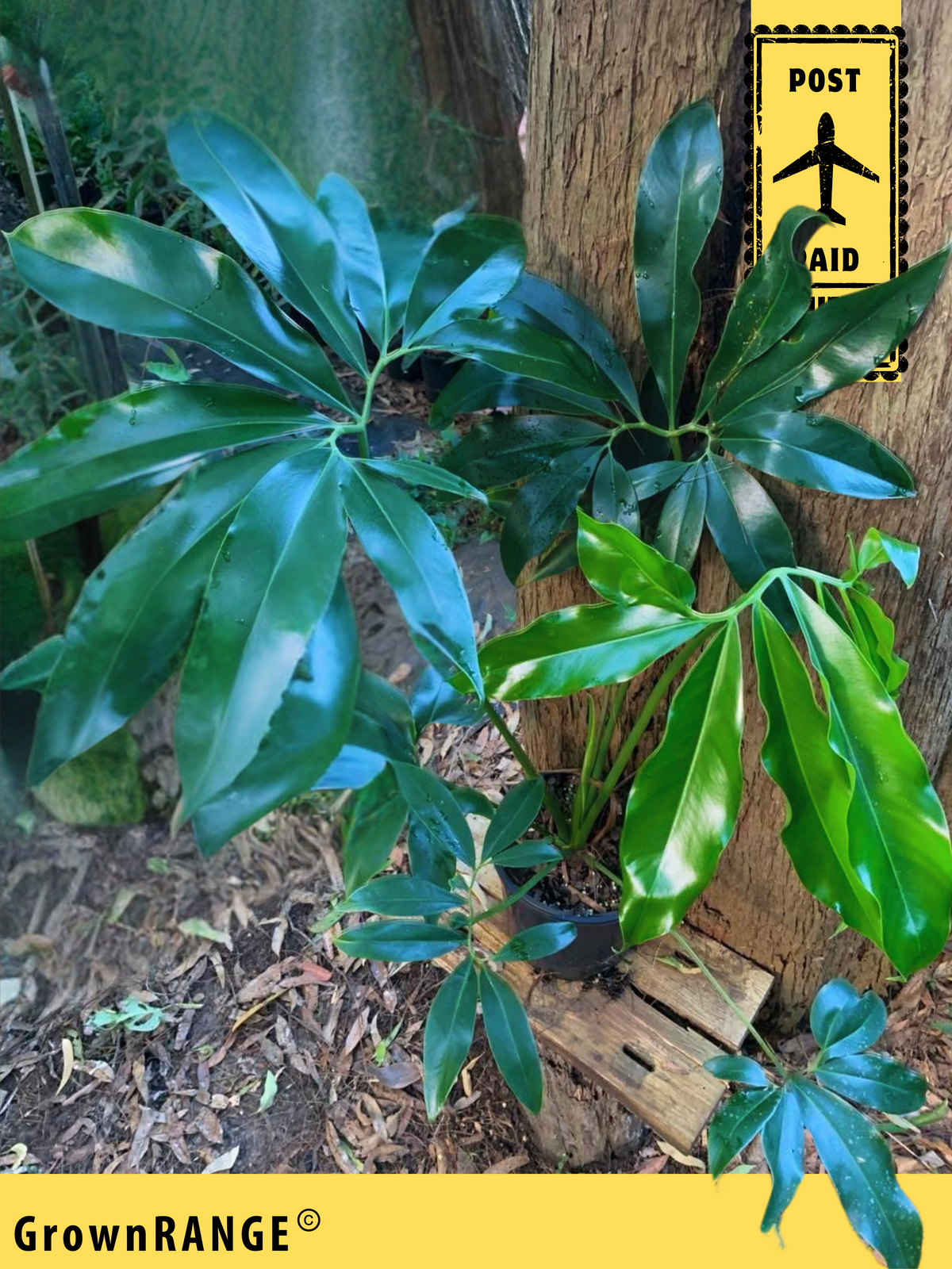 philodendron goldeii Philodendron Goldeii - 1M Cutback