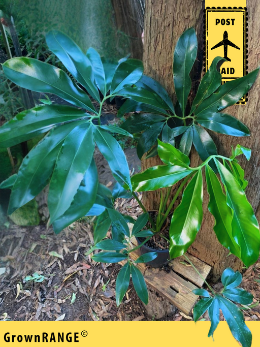 philodendron goldii Philodendron Goldeii - 1M Cutback