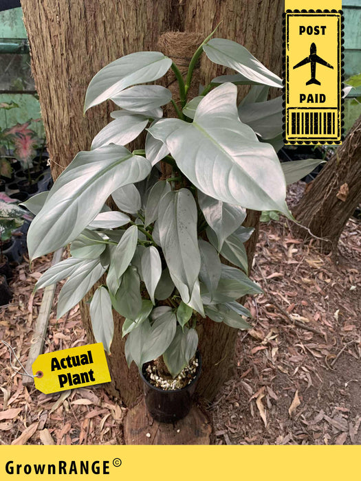 Philodendron Silver Sword - Free Express Post