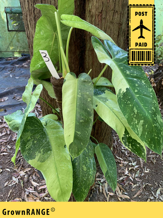 Philodendron Jose Buono - Free Express Post