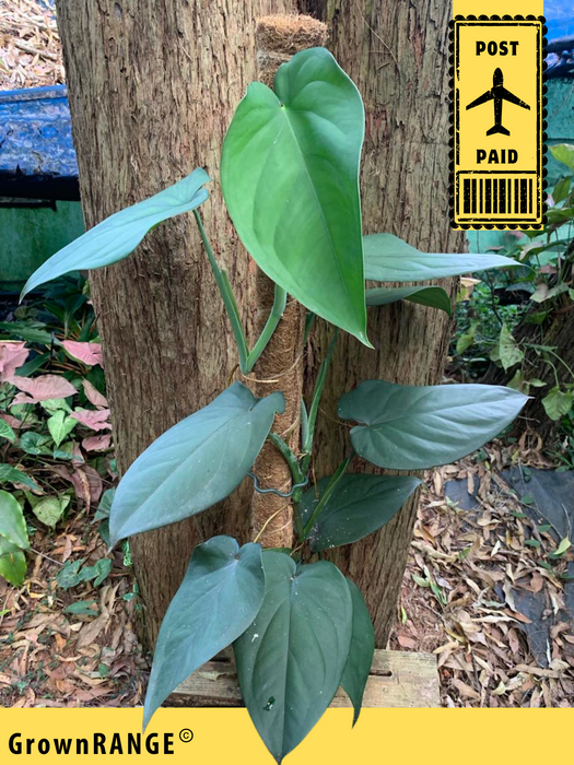 philodendron chiapense Syngonium Chiapense