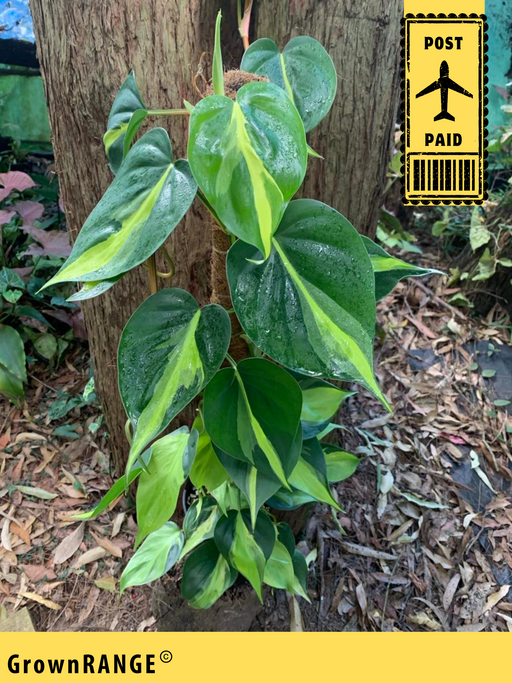 mature philodendron brasil Philodendron Brazil
