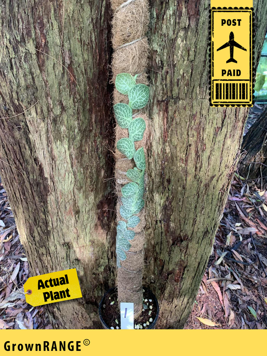 Rhaphidophora Cryptantha - Free Express Post