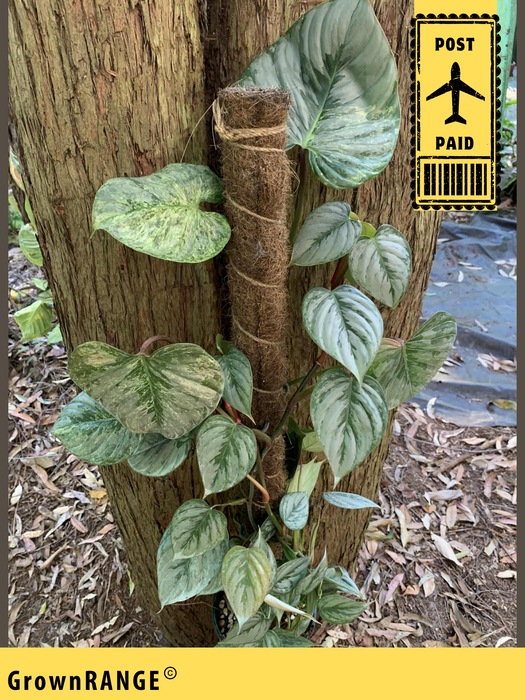 Philodendron Sodiroi (Variegated) - Free Express Post