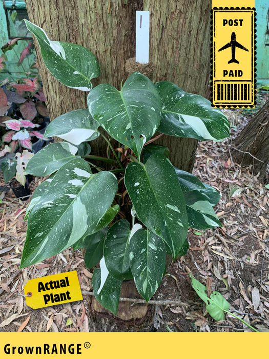 Philodendron White Princess Multi-Listing- Free Express Post