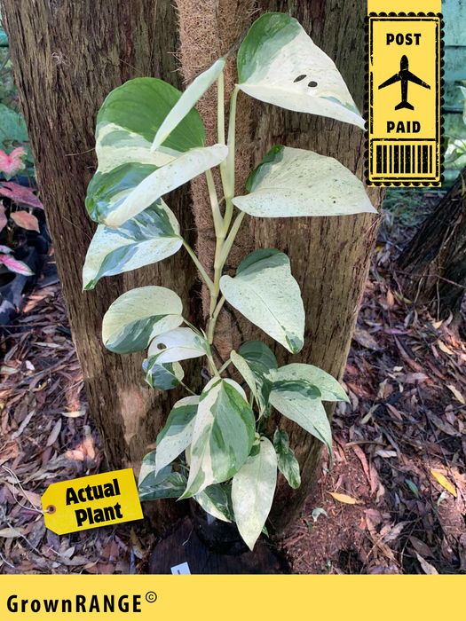 Monstera Laniata Variegated #1 - Free Express Post