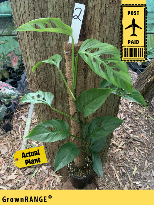 Monstera Lechleriana - Free Express Post