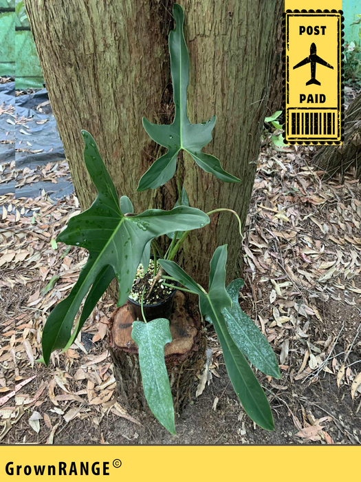 Philodendron Longilobatum Lelano Miyano - Free Express Post