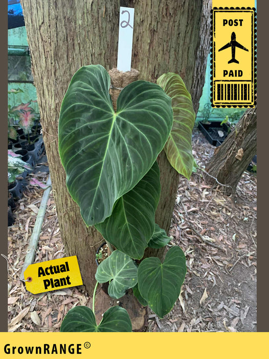Philodendron Splendid - Free Express Post