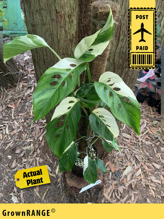 Monstera Laniata Variegated #1 - Free Express Post