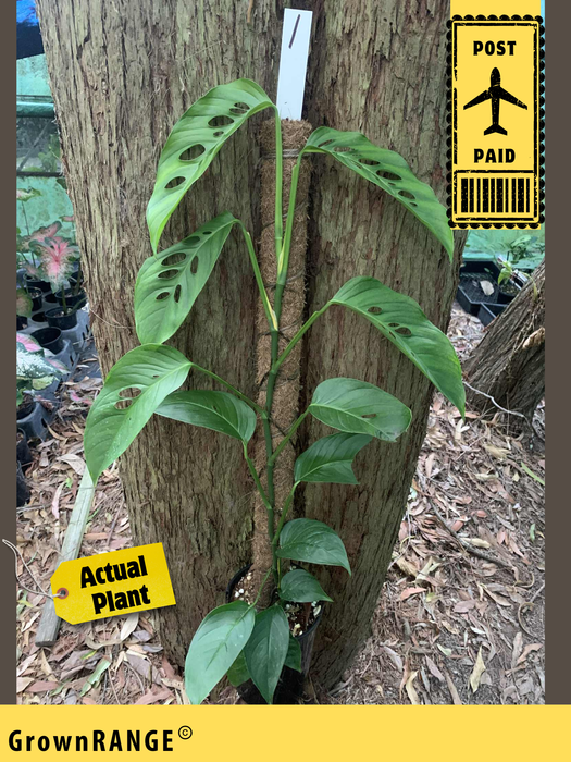 Monstera Lechleriana - Free Express Post