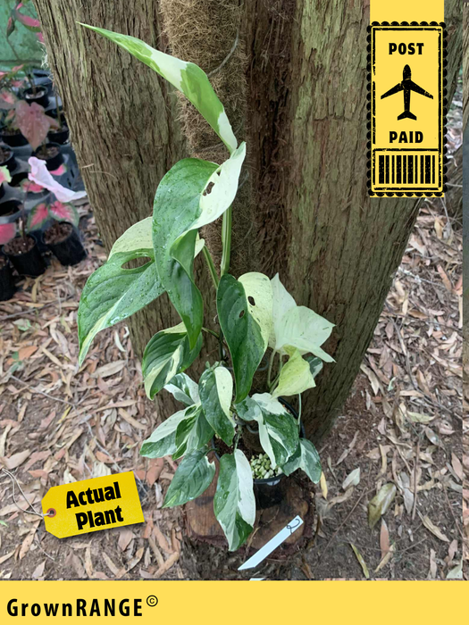 Monstera Laniata Variegated #2 - Free Express Post