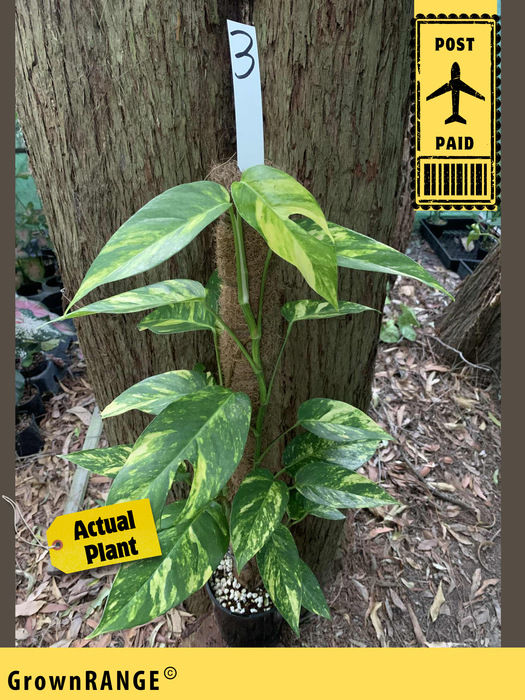 Epipremnum Yellow Flame - Free Express Post