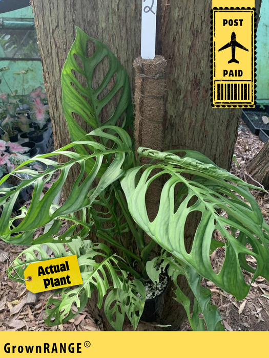 Monstera Esqueleto - Free Express Post