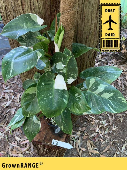 Philodendron White Princess Multi-Listing- Free Express Post