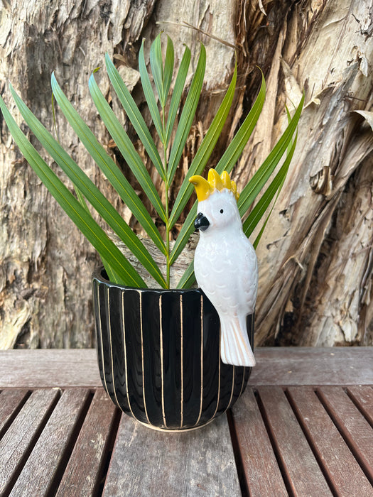 Cockatoo Pot Sitter