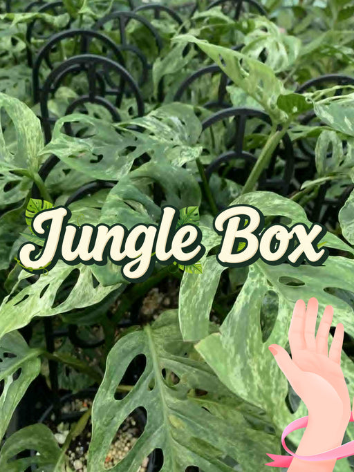 BYOB "Build your own jungle" box: Custom overgrown aroids