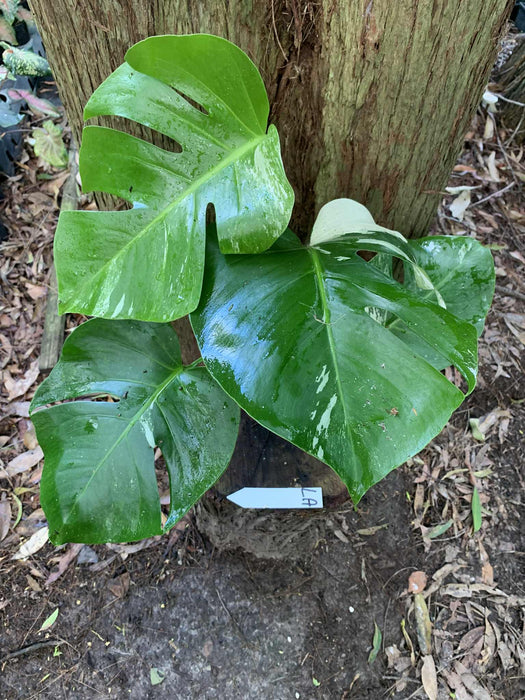 Monstera Albo Borsigiana Multi plant Lisiting