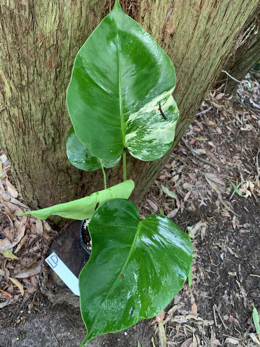 Monstera Albo Borsigiana Multi plant Lisiting