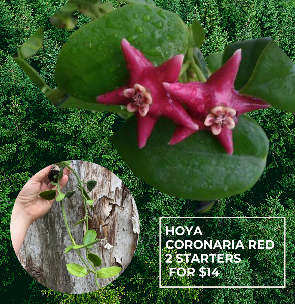 Hoya Coronaria Red